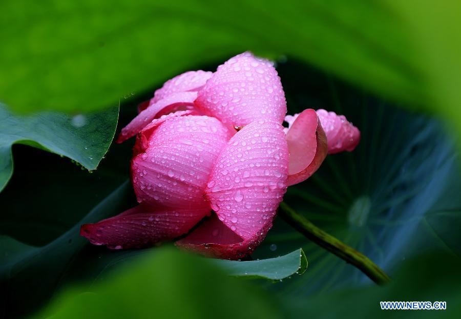 #CHINA-ANHUI-HUANGSHAN-LOTUS(CN)