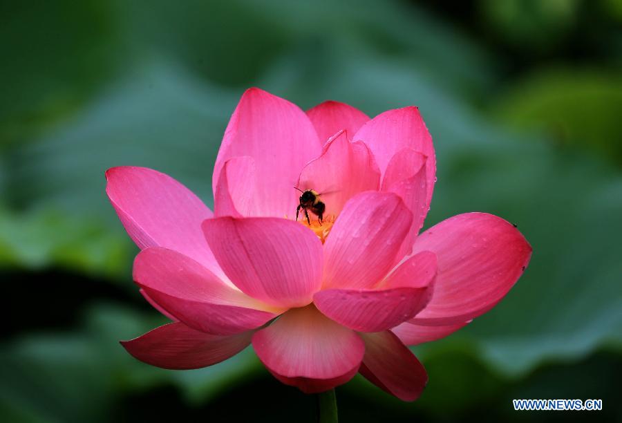 #CHINA-ANHUI-HUANGSHAN-LOTUS(CN)