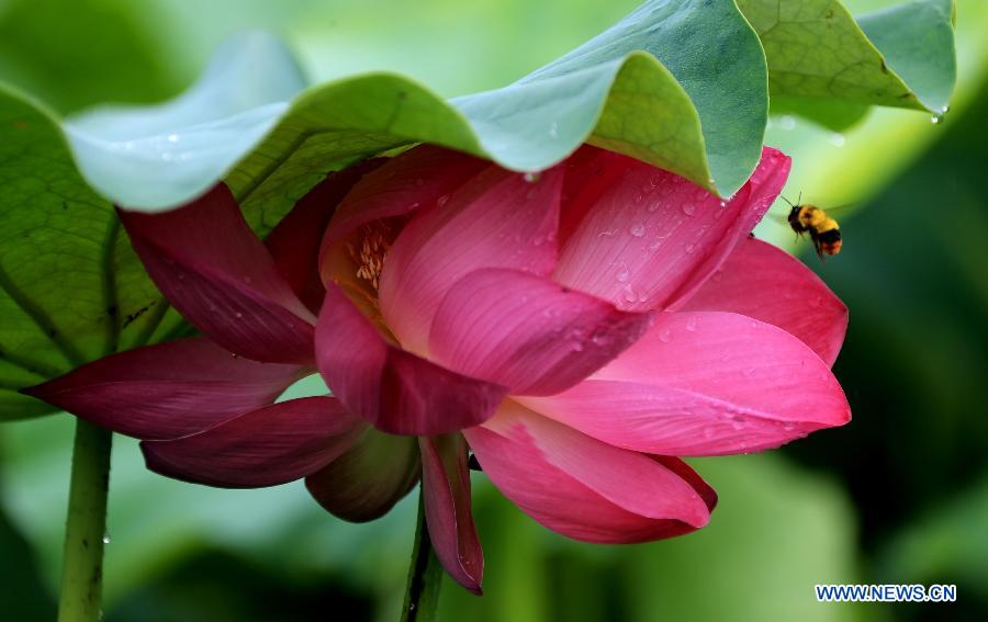 #CHINA-ANHUI-HUANGSHAN-LOTUS(CN)