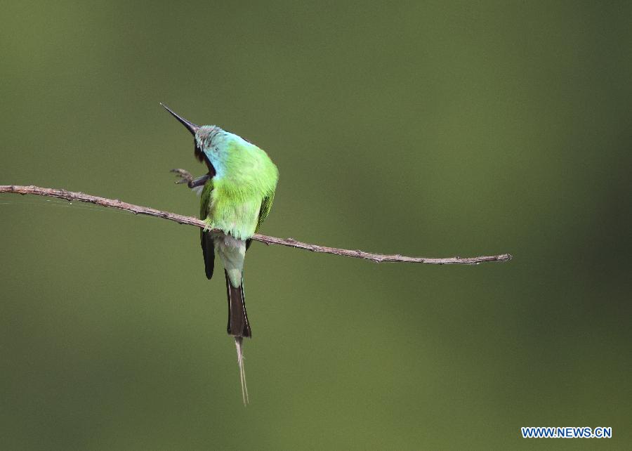 #CHINA-JIANGXI-POYANG LAKE-MEROPS VIRIDIS (CN)