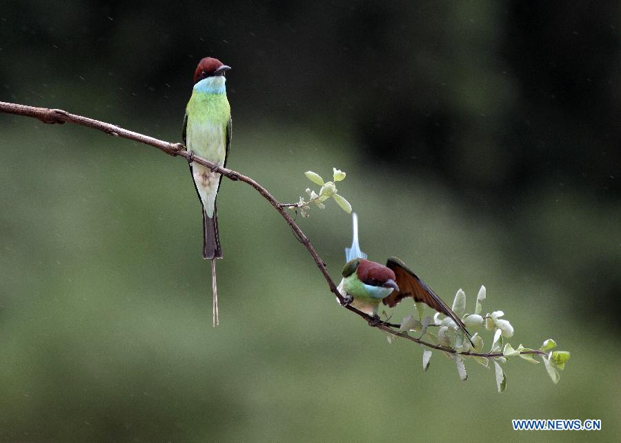 #CHINA-JIANGXI-POYANG LAKE-MEROPS VIRIDIS (CN)