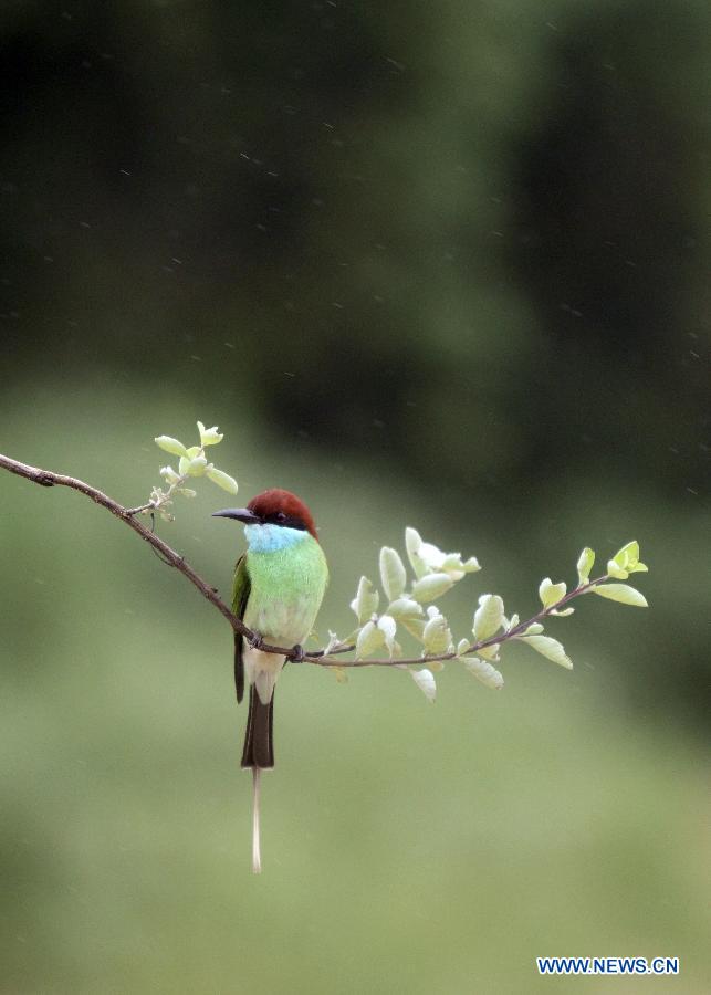 #CHINA-JIANGXI-POYANG LAKE-MEROPS VIRIDIS (CN)