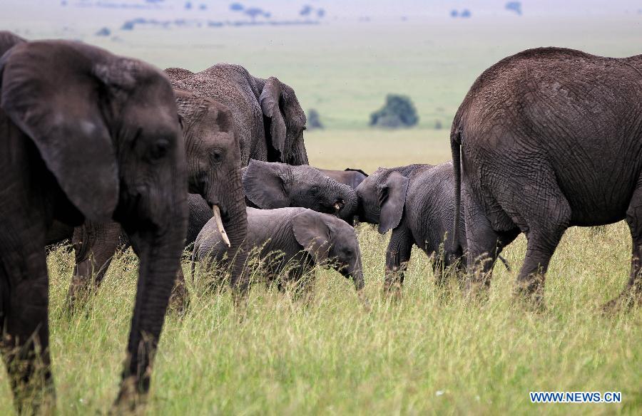 KENYA-MASAI MARA NATIONAL RESERVE