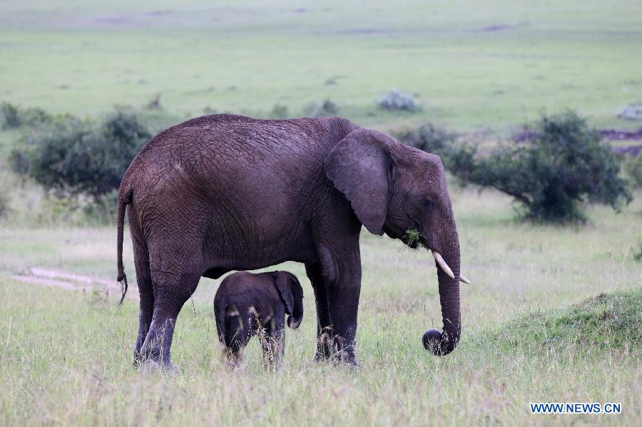 KENYA-MASAI MARA NATIONAL RESERVE