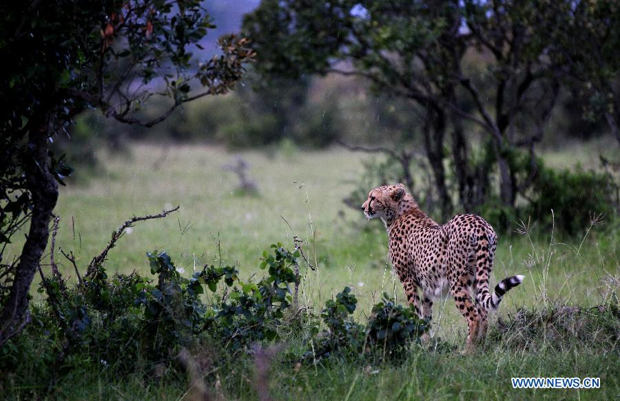 KENYA-MASAI MARA NATIONAL RESERVE