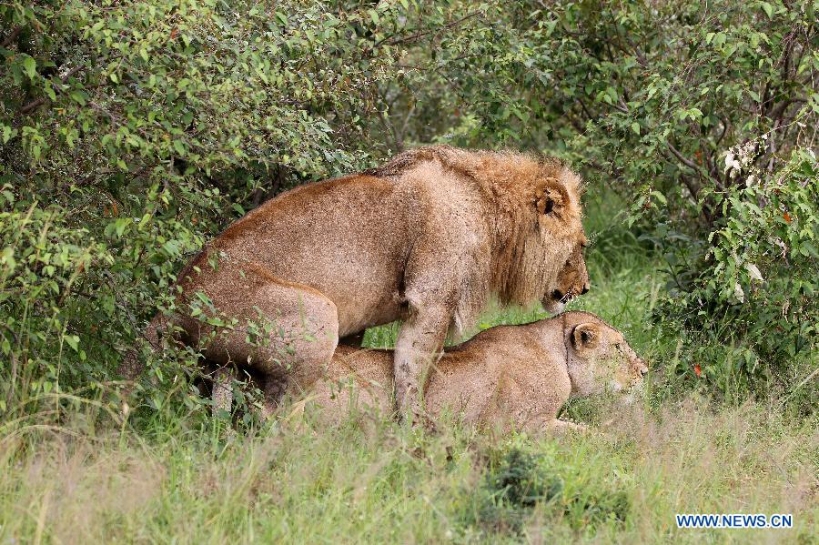 KENYA-MASAI MARA NATIONAL RESERVE