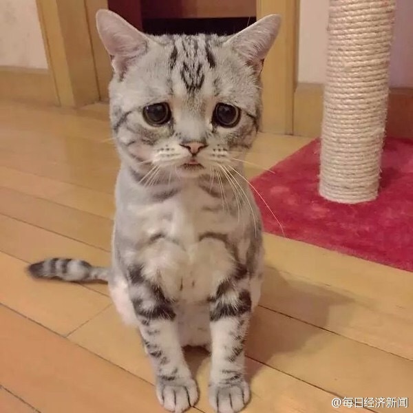 Insolite : Luhu, le chaton le plus triste de la Toile, fait le buzz