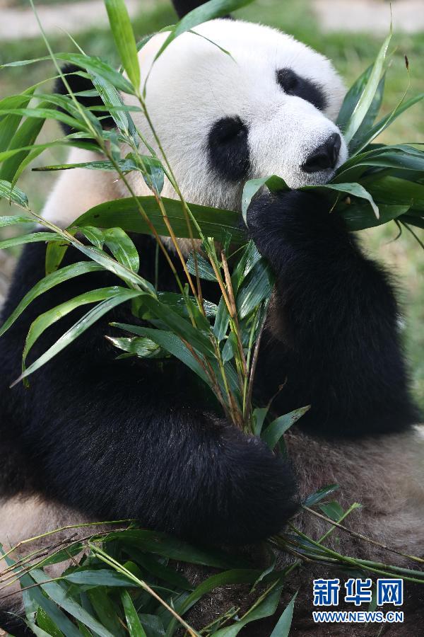 Le premier mois des pandas Kaikai et Xinxin  Macao