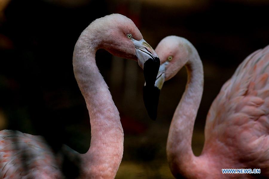 BRAZIL-SAO PAULO-ENVIRONMENT-FLAMINGOS