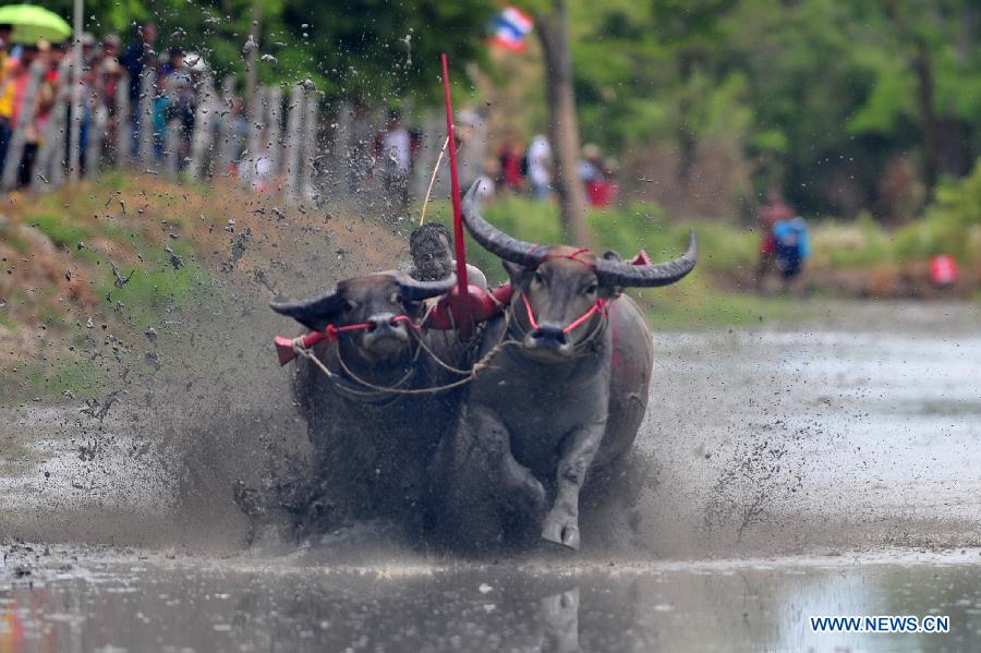 THAILAND-CHONBURI-BUFFALO RACING