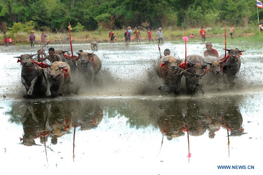 THAILAND-CHONBURI-BUFFALO RACING