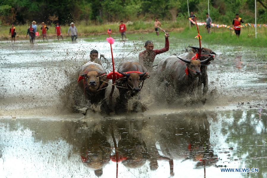 THAILAND-CHONBURI-BUFFALO RACING