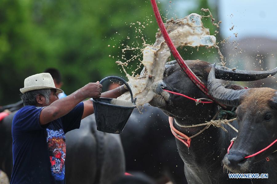 THAILAND-CHONBURI-BUFFALO RACING