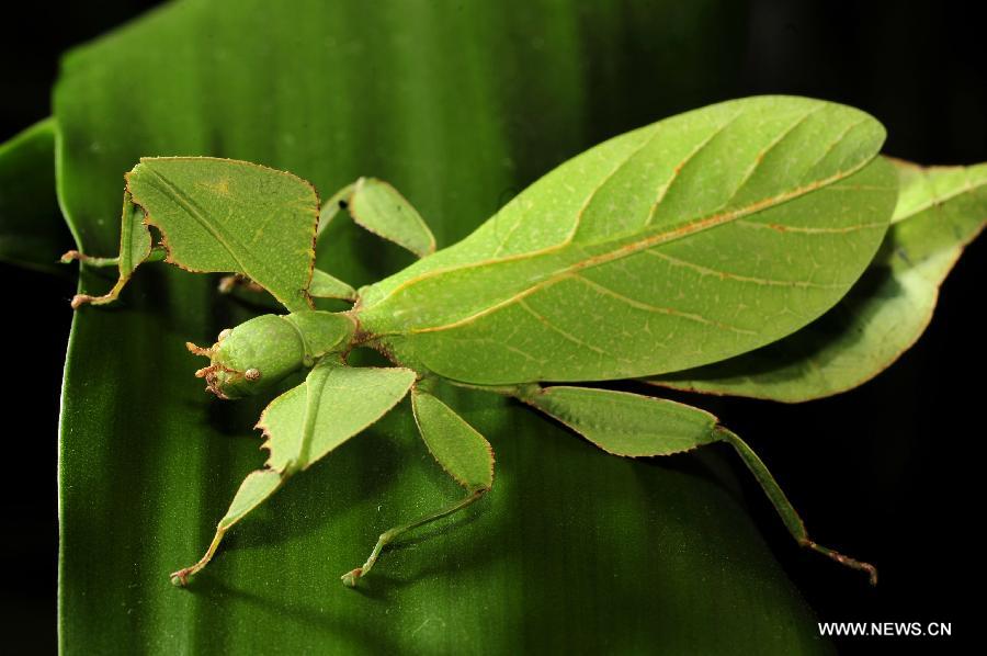 CHINA-HAINAN-LEAF INSECT (CN)