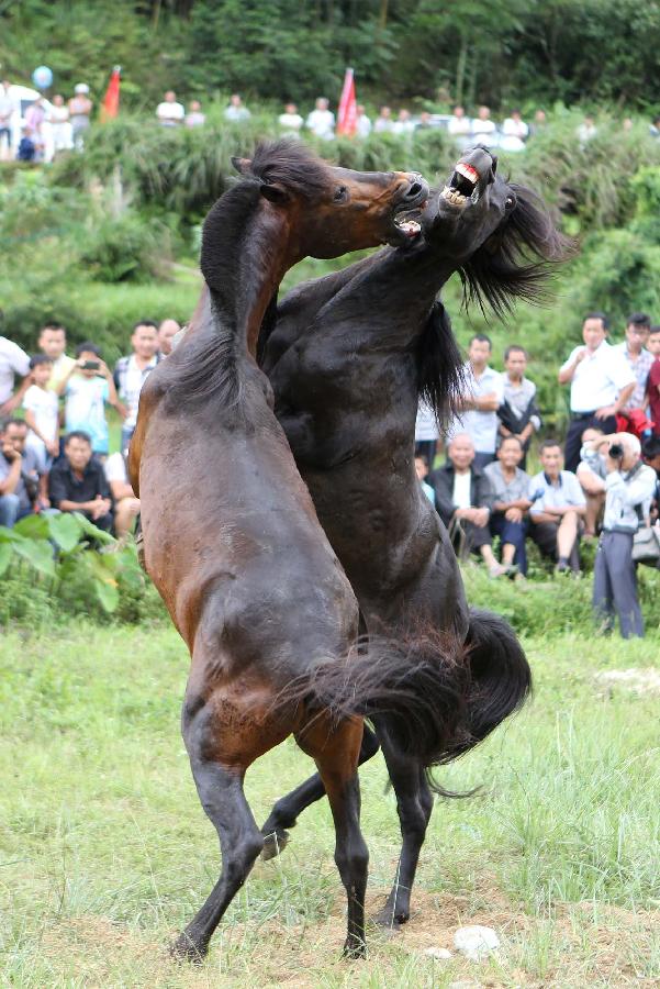 #CHINA-GUANGXI-RONGSHUI-HORSE FIGHTING (CN)