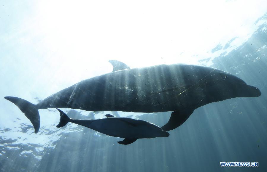 JAPAN-KANAGAWA-DOLPHIN