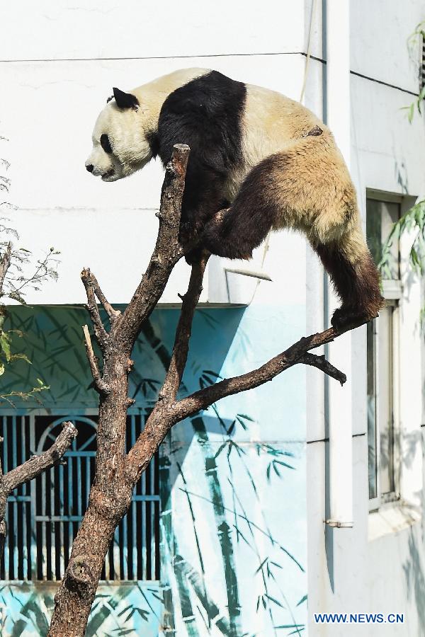 **CHINA-SHANXI-TAIYUAN-GIANT PANDA-BIRTHDAY (CN)