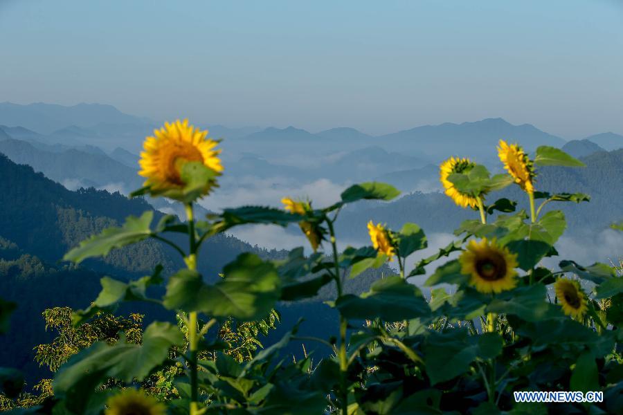 #CHINA-ANHUI-SHITAN-SCENERY (CN)