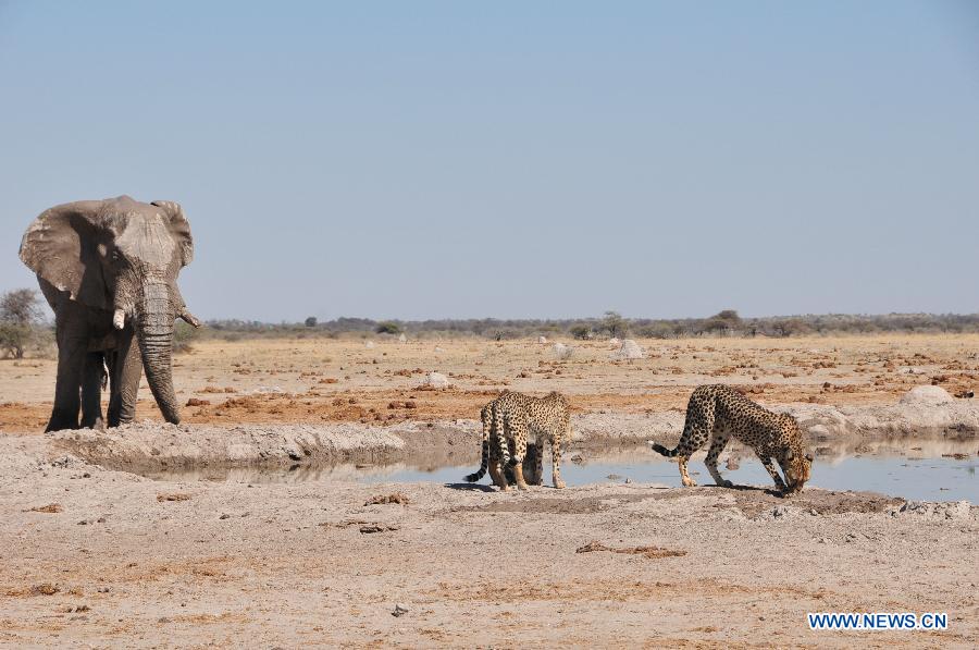 BOTSWANA-NXAI PAN NATIONAL PARK-ANIMALS