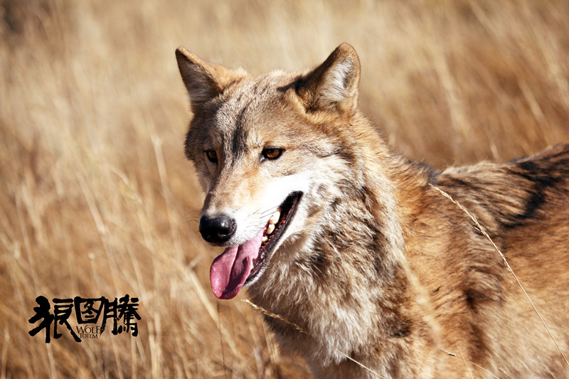 Le film sino-franais Le Dernier loup en route pour les Oscars