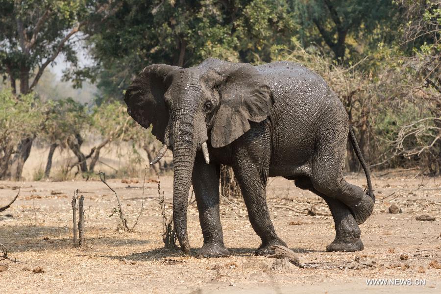 ZIMBABWE-MASVINGO-GONAREZHOU NATIONAL PARK-ELEPHANTS