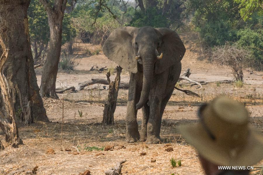 ZIMBABWE-MASVINGO-GONAREZHOU NATIONAL PARK-ELEPHANTS