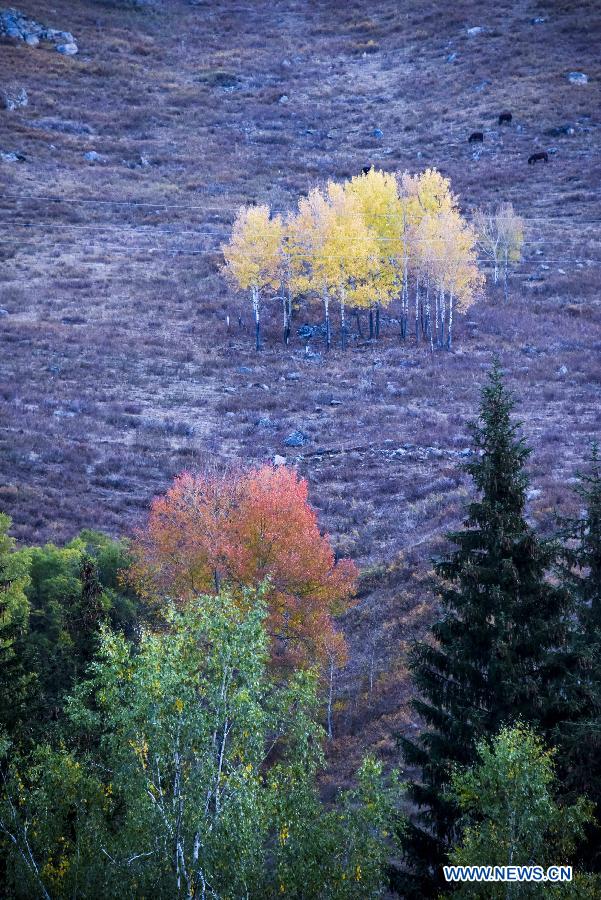 CHINA-KANAS-AUTUMN SCENERY (CN)