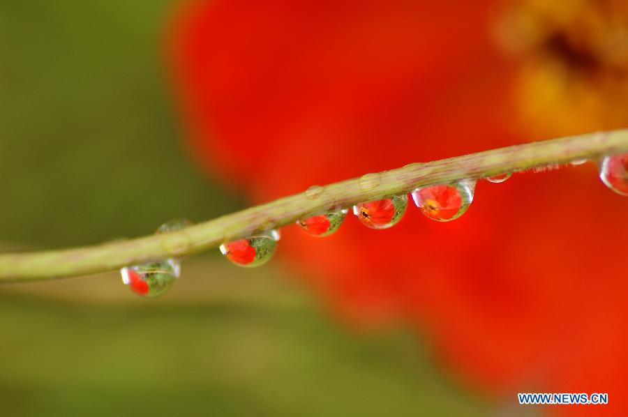 #CHINA-GUIZHOU-DEW (CN)