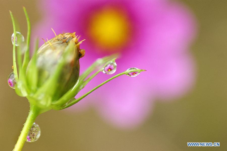 #CHINA-GUIZHOU-DEW (CN)