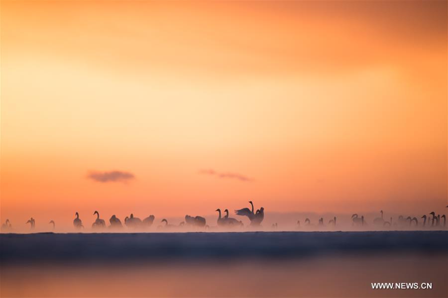 CHINA-QINGHAI-SWANS(CN)