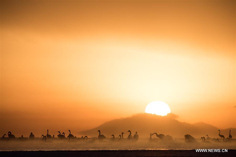 CHINA-QINGHAI-SWANS(CN)