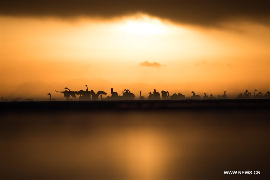 CHINA-QINGHAI-SWANS(CN)