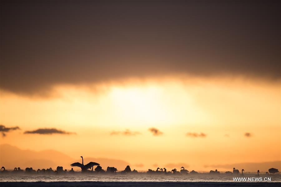 CHINA-QINGHAI-SWANS(CN)