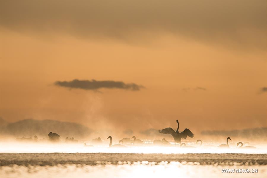 CHINA-QINGHAI-SWANS(CN)