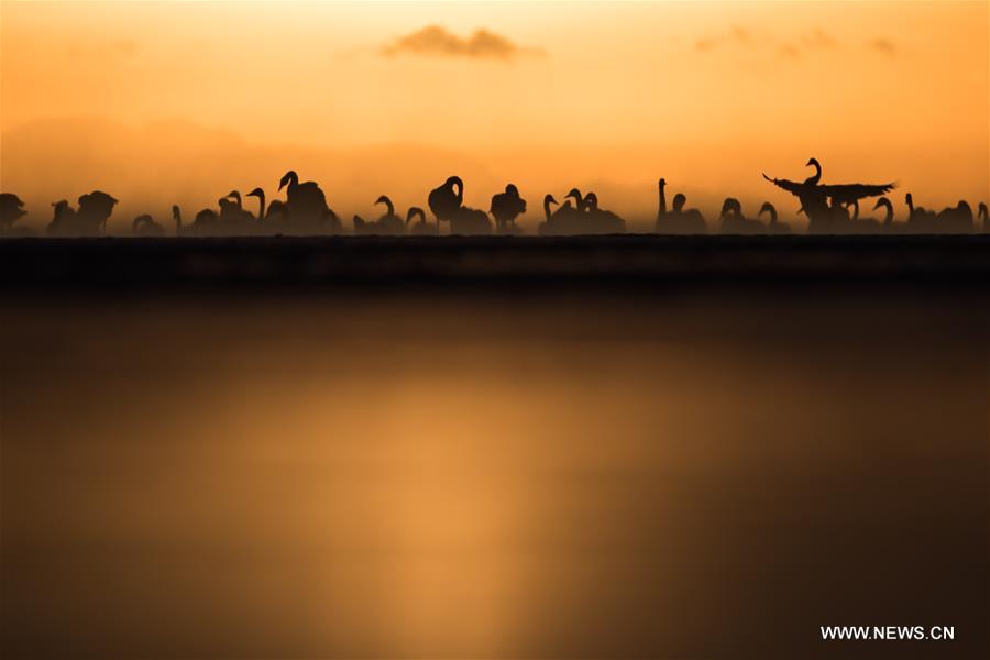 CHINA-QINGHAI-SWANS(CN)