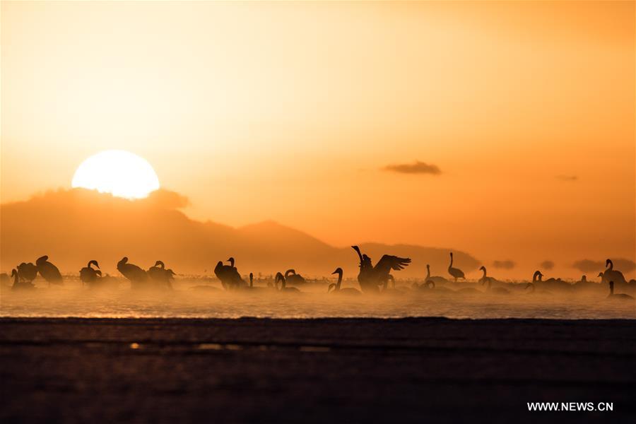 CHINA-QINGHAI-SWANS(CN)