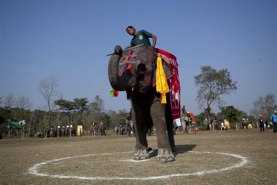 NEPAL-CHITWAN-ELEPHANT BEAUTY CONTEST