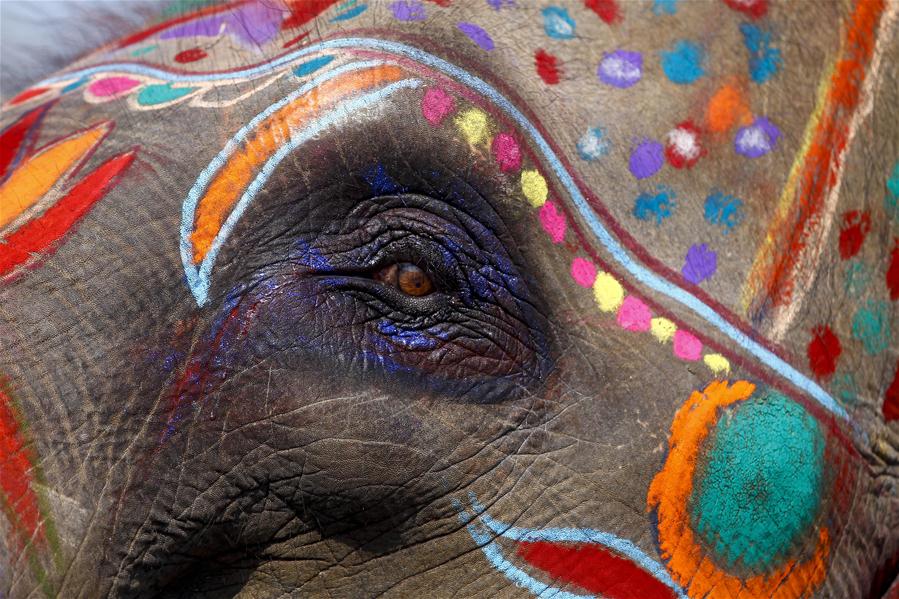 NEPAL-CHITWAN-ELEPHANT BEAUTY CONTEST