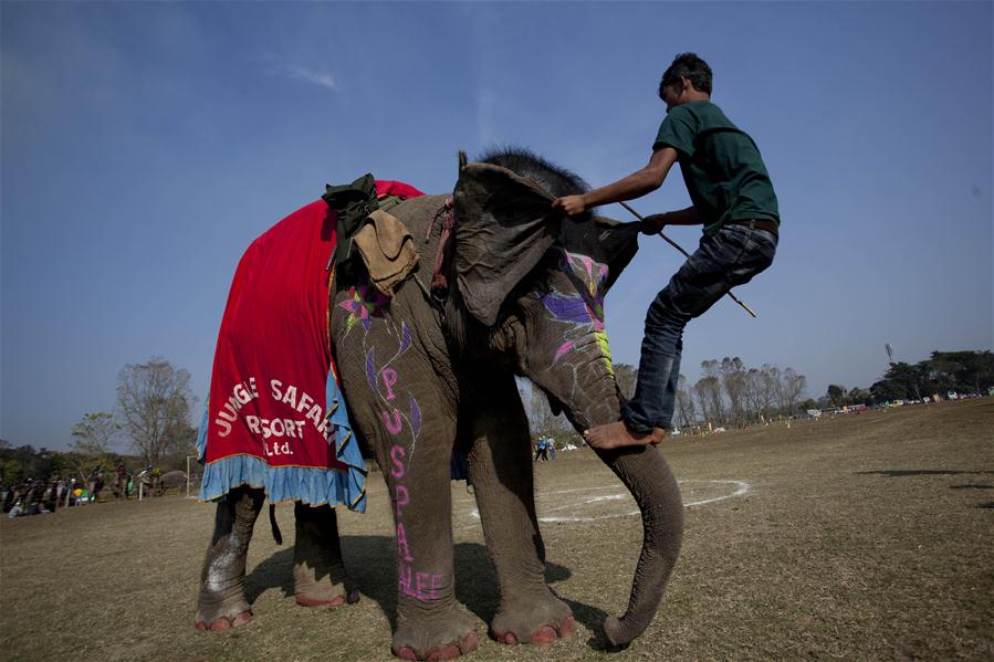 NEPAL-CHITWAN-ELEPHANT BEAUTY CONTEST