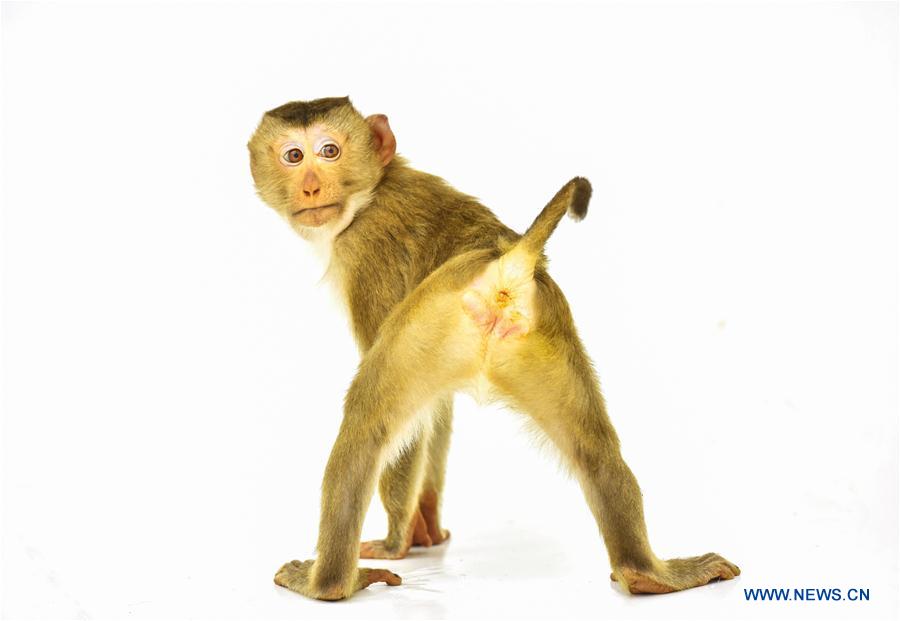（晚报）（2）镜头中的猴