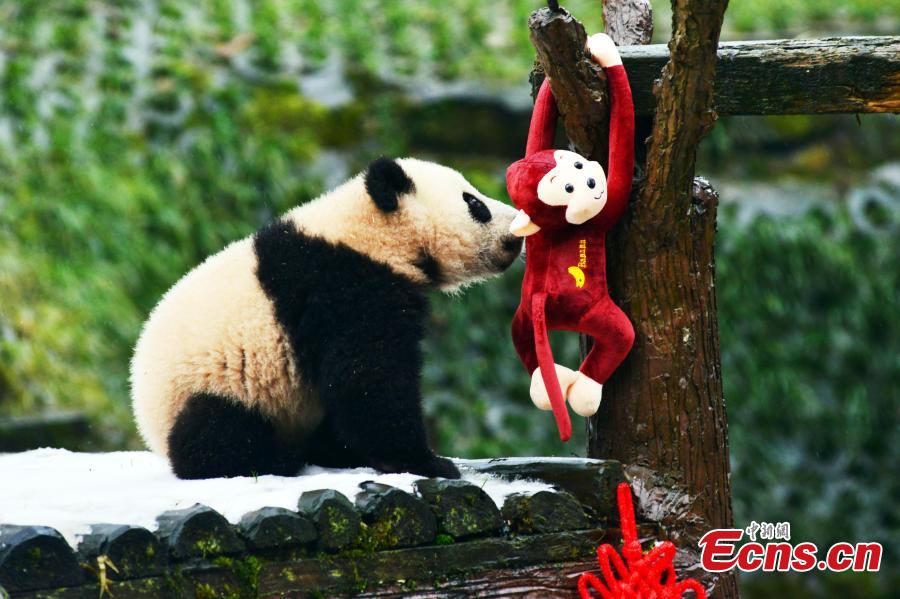 Les pandas gants participent aussi aux clbrations de la Fte du Printemps…