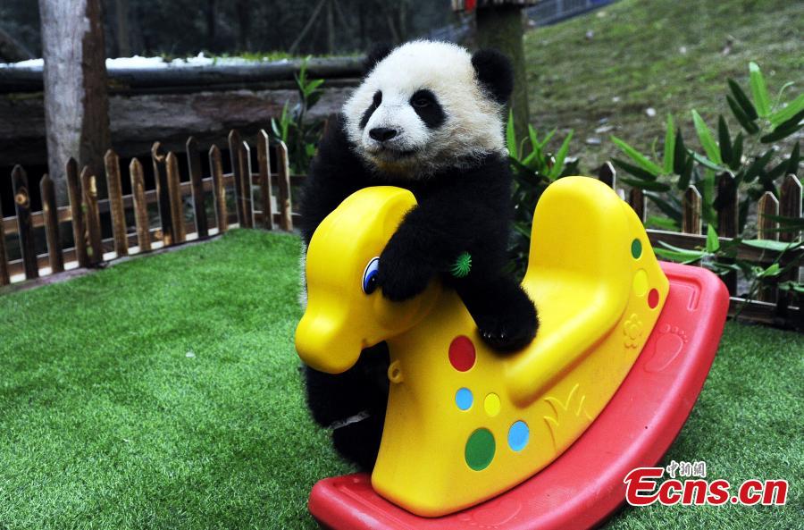 Les pandas gants participent aussi aux clbrations de la Fte du Printemps…