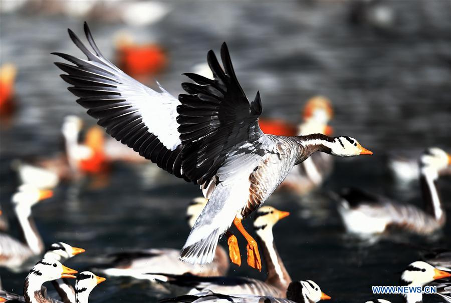 CHINA-TIBET-LHASA-MIGRATORY BIRDS (CN) 