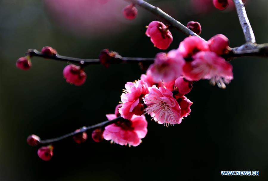 #（生态）（9）花间春色