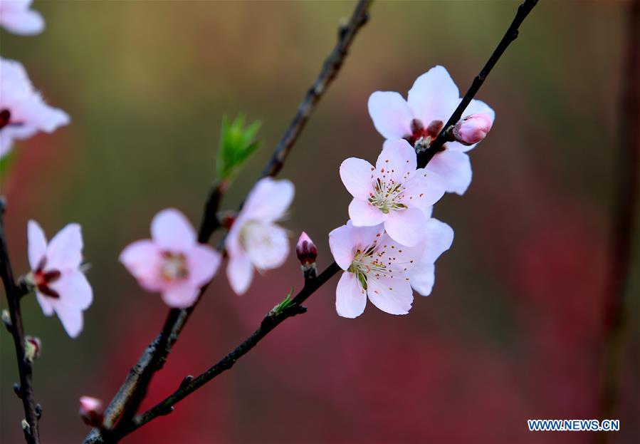 #（生态）（8）花间春色