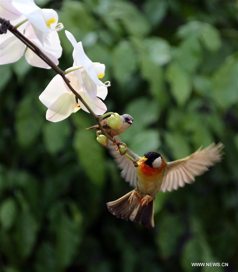 #CHINA-BEIJING-BIRDS (CN)