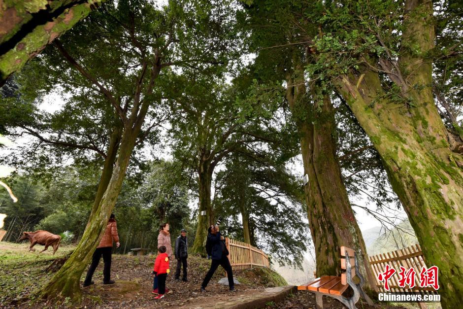 Des arbres de plus de 900 ans dcouverts au Hunan
