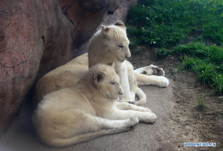 Canada : Fête des mères au Zoo de Toronto