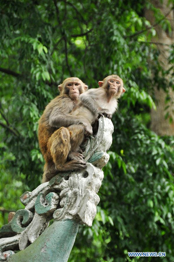 Macaques sauvages dans un parc de Guiyang