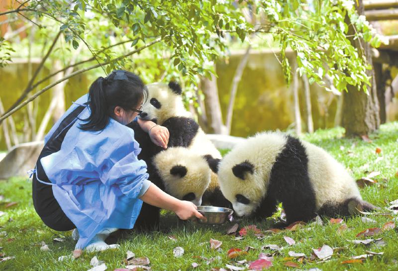 Elever des pandas, un travail reintant